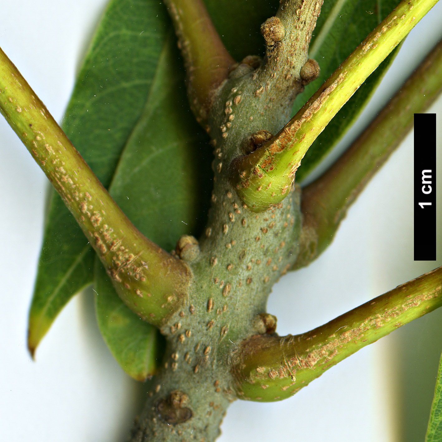 High resolution image: Family: Sapindaceae - Genus: Sapindus - Taxon: mukorossi